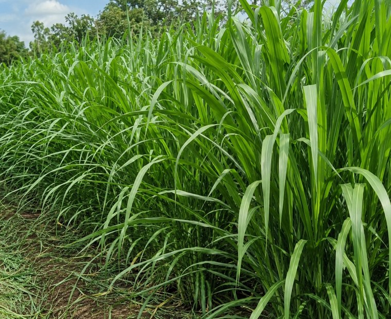 Farm advisory discussion