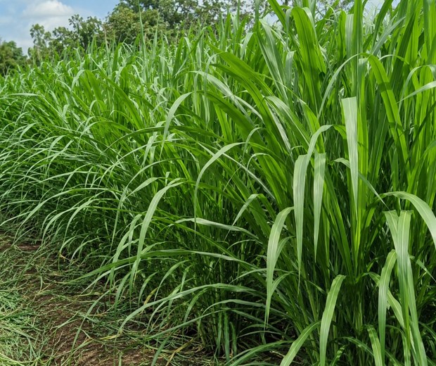 Napier grass case study