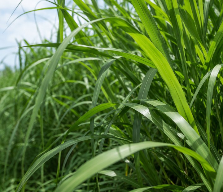 Napier grass close up
