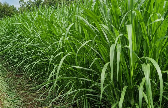 Napier grass