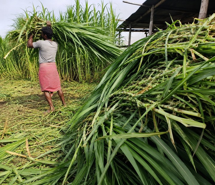 Napier grass feedstock